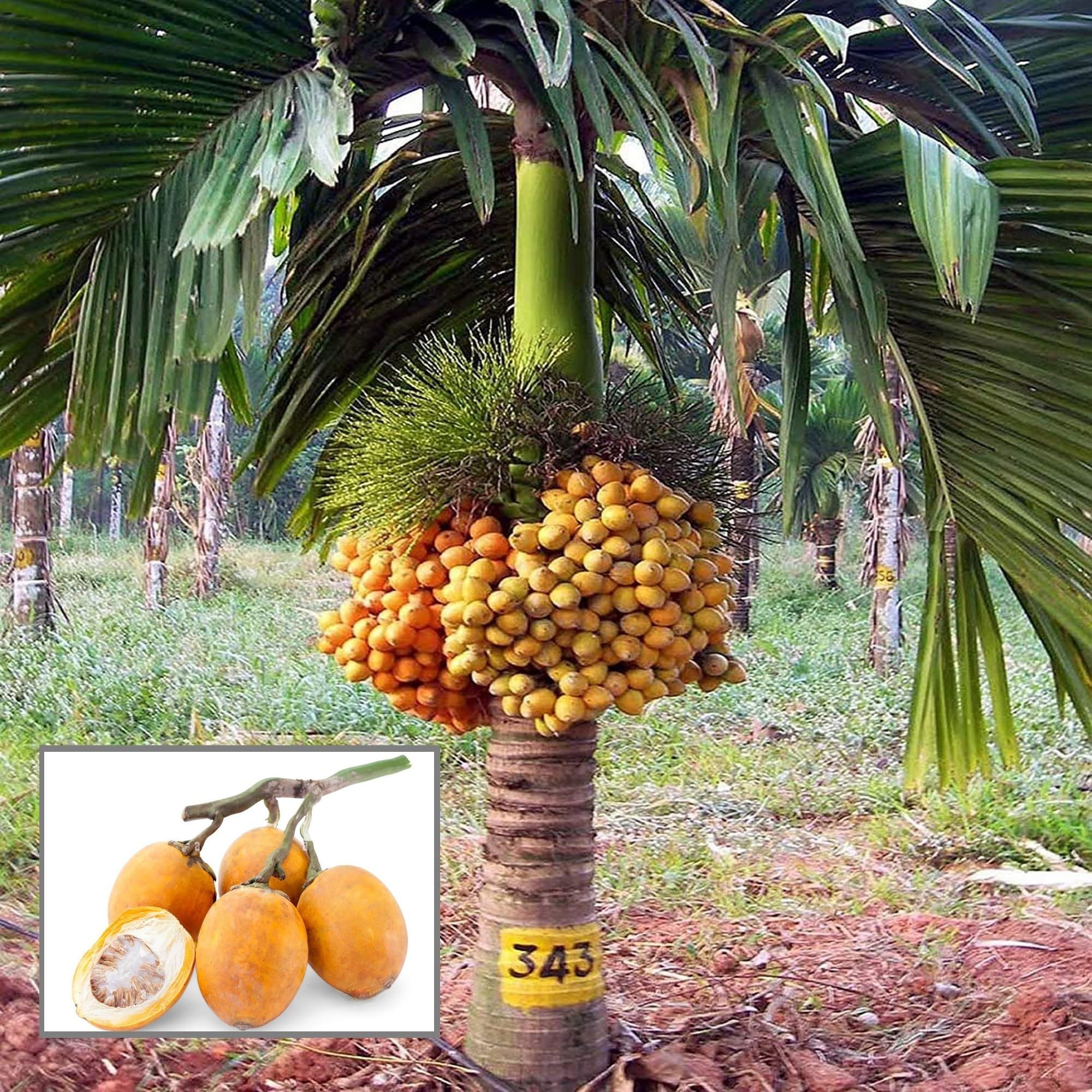 Inter Mangala Arecanut Betel Nut Supari Hybrid Dwarf Fruit Plant (1.5-3 Feet Height)