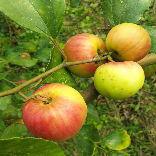 Seedless Apple Ber Jujube Kul Grafted Fruit Plant (1-2 Feet Height)