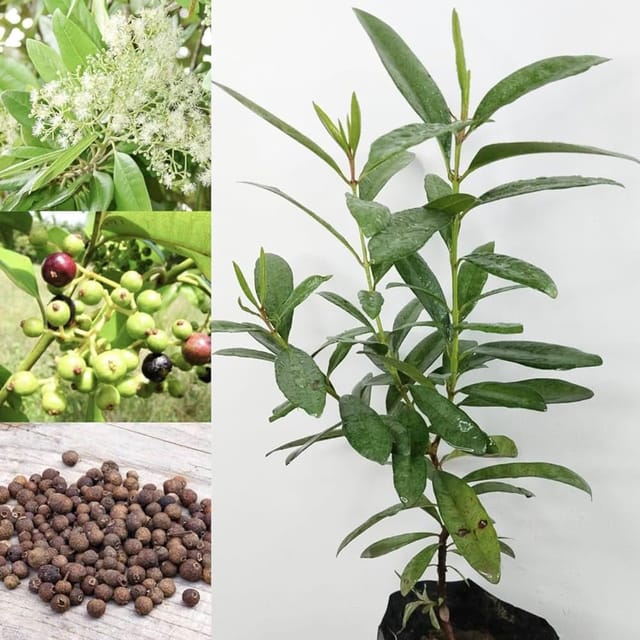All Spice Pimenta Dioica Spice Scented Leaf Spice Plant (1.5-3 Feet Height)