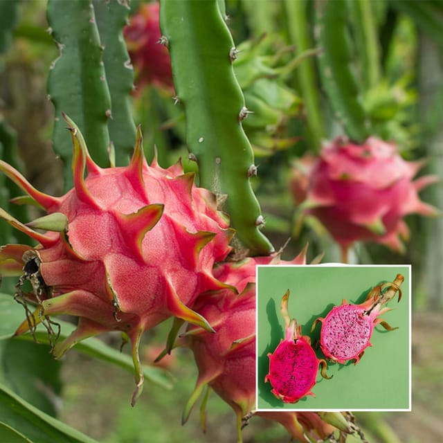 Combo White,Pink & Yellow Colombiana Dragon Fruit Cutting/Grafted Fruit Plant (1-2 Feet Height) (Pack of 3)