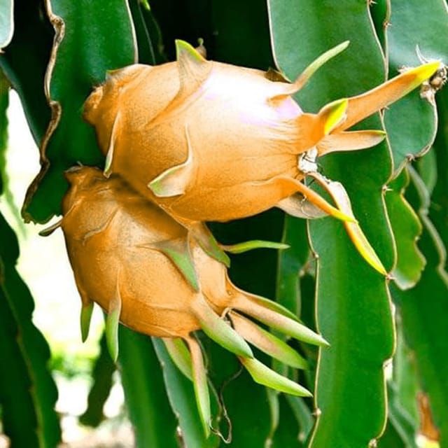 Hawaiian Orange Dragon Fruit Cutting/Grafted Fruit Plant (1-2 Feet Height)