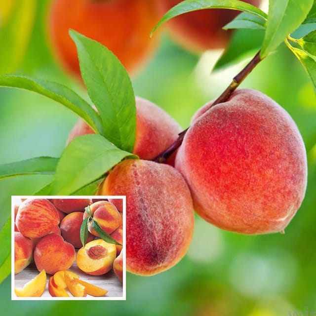 Shan E Punjab Peach Grafted Fruit Plant (2-3 Feet Height)