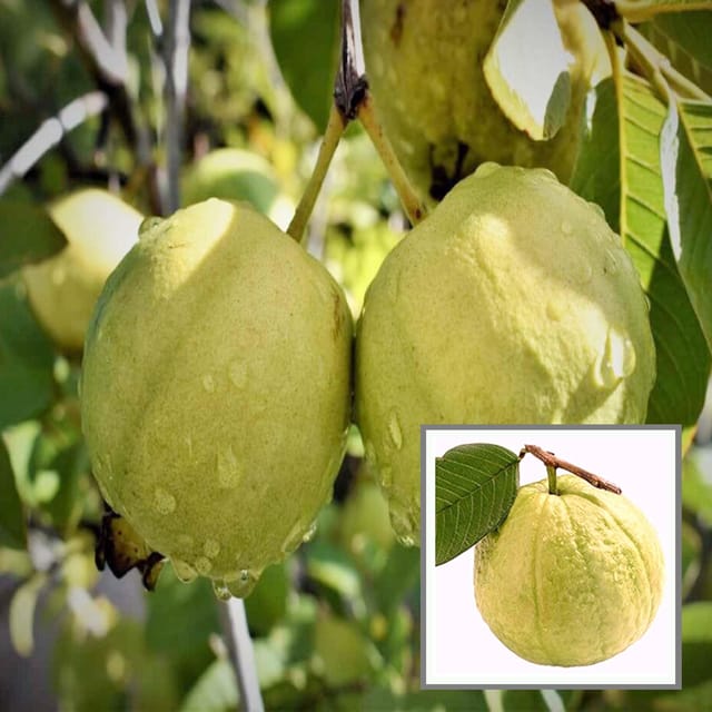 Thai Golden 8 Guava Amrood Layering/Grafted Fruit Plant (1.5-3 Feet Height)