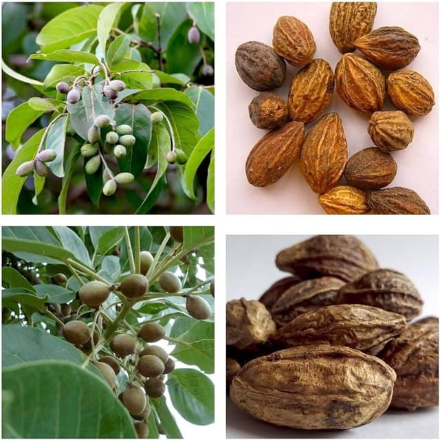 Haritaki Plant (1.5-3 Feet Height)