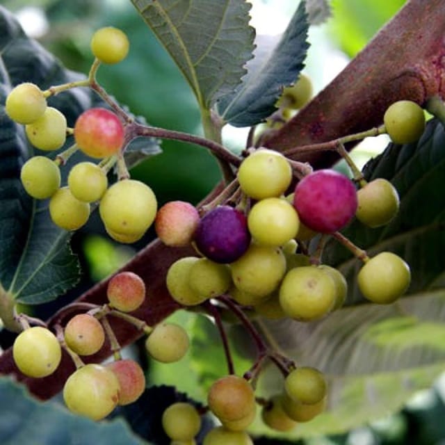 Phalsa Falsa Berry Layering/Grafted Fruit Plant (1.5-2 Feet Height)