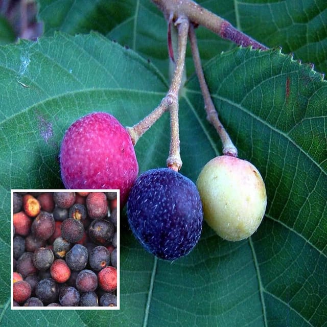 Phalsa Falsa Berry Layering/Grafted Fruit Plant (1.5-2 Feet Height)