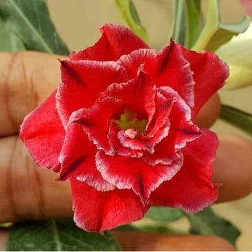 Hybrid Rosey Variety Adenium Obesum Desert Rose Grafted Flowers Plant - P1