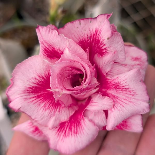 Rosey Variety Adenium Obesum Desert Rose Grafted Flowers Plant-P2