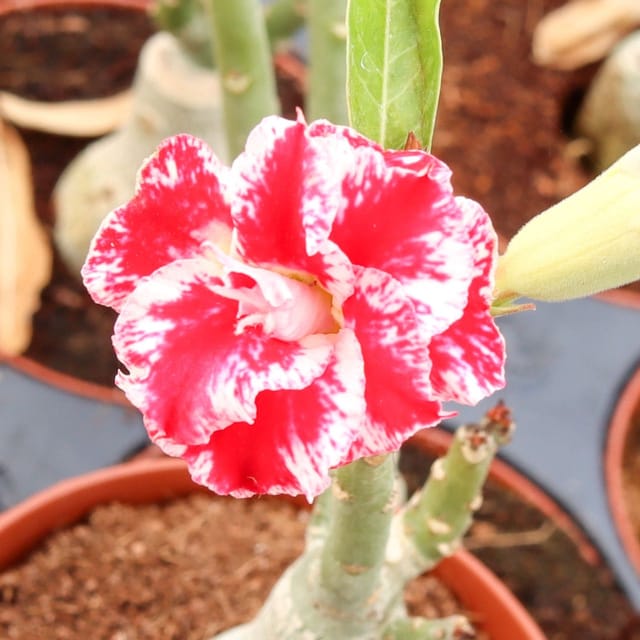 Hybrid Rosey Variety Adenium  Obesum Desert Rose Grafted Flowers Plant-P6