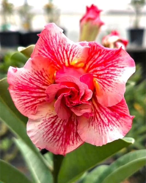 Rosey Variety Adenium Obesum Desert Rose Grafted Flowers Plant- P12