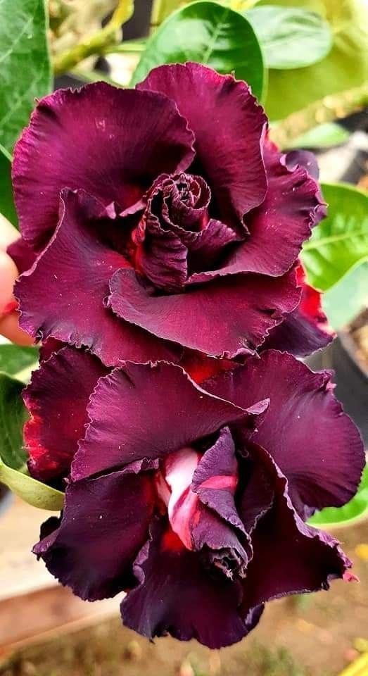 Rosey Variety Adenium Obesum Desert Rose Grafted Flowers Plant -P16
