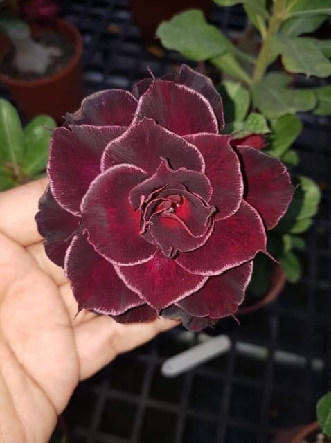 Rosey Variety Adenium  Obesum Desert Rose Grafted Flowers Plant -P20