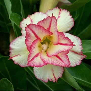 Rosey Variety Adenium  Obesum Desert Rose Grafted Flowers Plant -P21