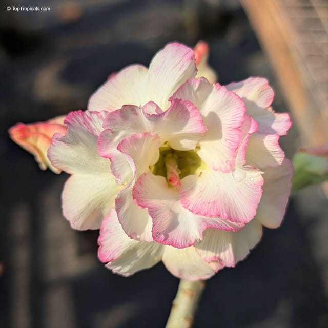 Rosey Variety Adenium  Obesum Desert Rose Grafted Flowers Plant -P26
