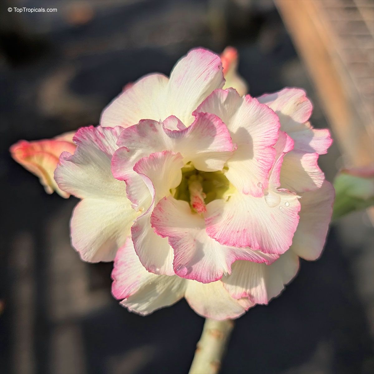 Rosey Variety Adenium  Obesum Desert Rose Grafted Flowers Plant -P26