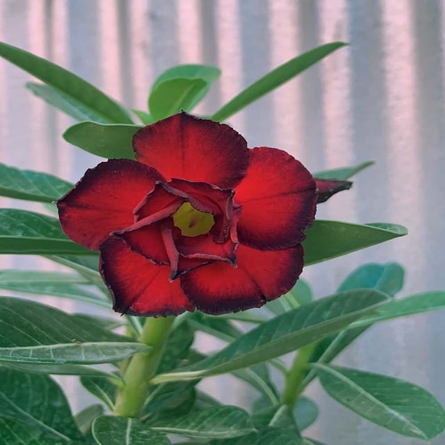 Hybrid Rose Variety Adenium  Obesum Desert Rose Grafted Flowers Plant -P33