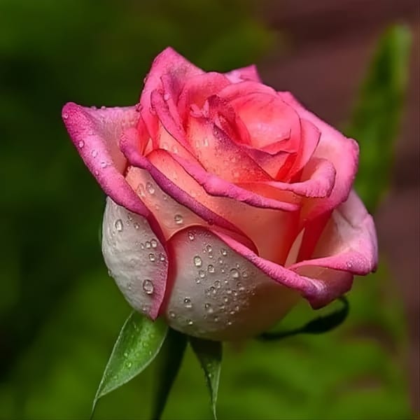 Salmon Pink Rose Fragrant Flower Plant (1-2 Feet Height)