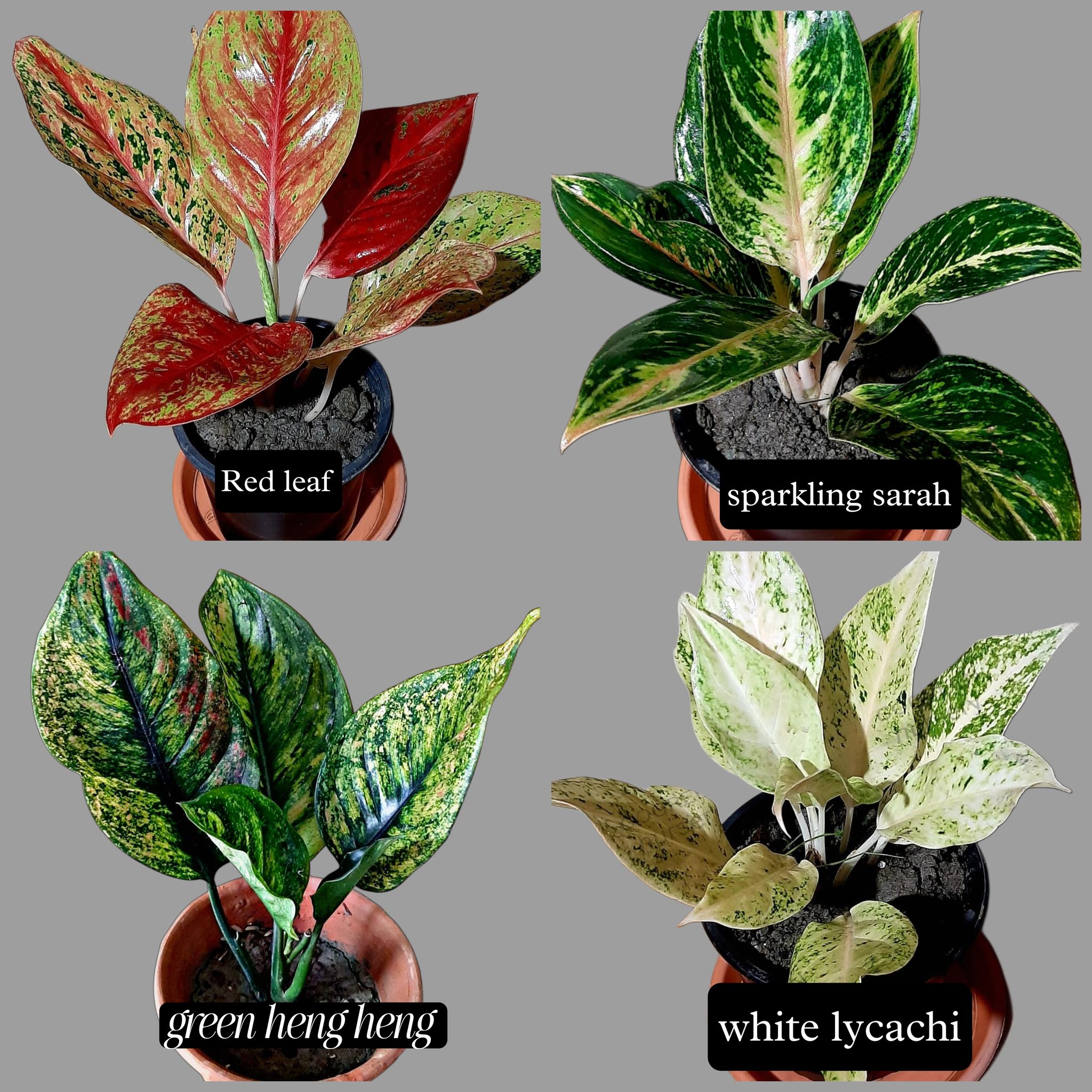 AGLONEMA COMBO NEW VARIETY PACK OF 4 PLANTS