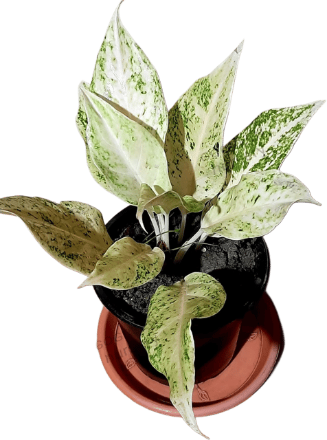 AGLONEMA COMBO NEW VARIETY PACK OF 4 PLANTS