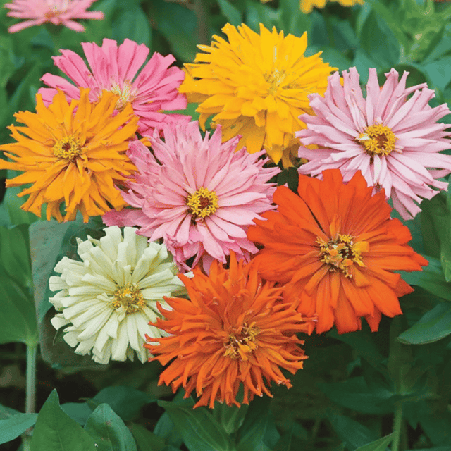 Zinnia Cactus Mix Flower Seeds (Pack Of - 20 Seeds)