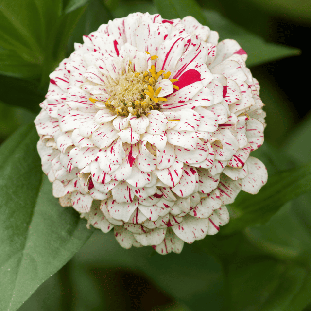 Zinnia Peppermint Mix Flower Seeds (Pack Of - 20 Seeds)