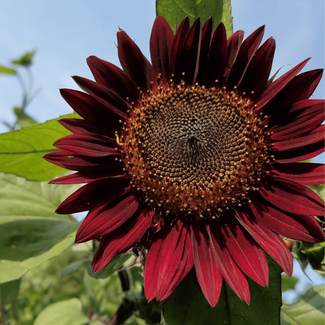 Sunflower Red Flower Seeds (Pack Of - 15 Seeds)