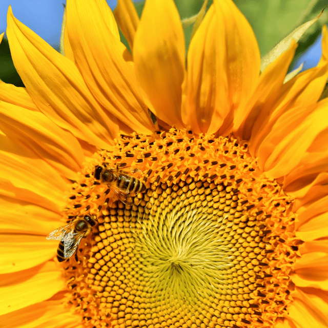 Sunflower Giant (Yellow) Flower Seeds (Pack Of 15 Seeds)