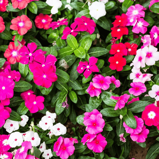 Vinca / Sadabahar / Periwinkle Mix Flower Seeds  (Pack Of - 40 Seeds)