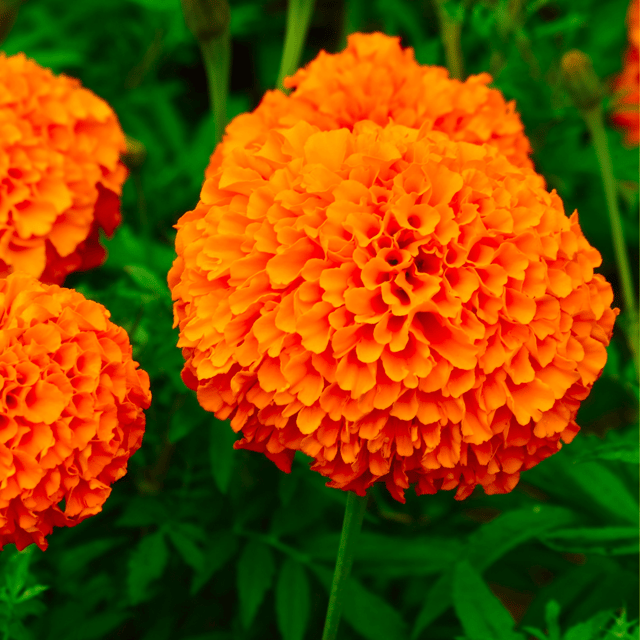 Hybrid Marigold (Orange) Flower Seeds (Pack Of - 40 Seeds)