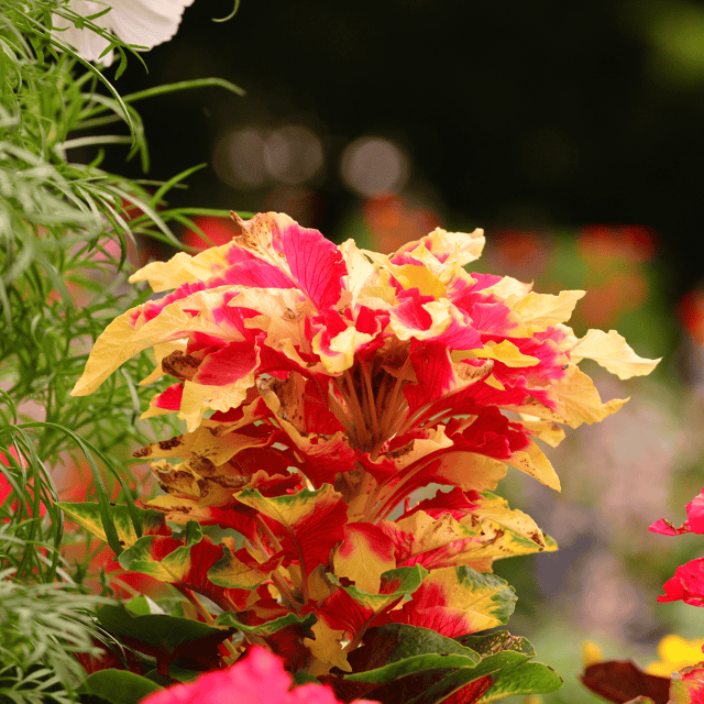 Amaranthus Tricolor Herbal Seeds (Pack Of - 100 Seeds)