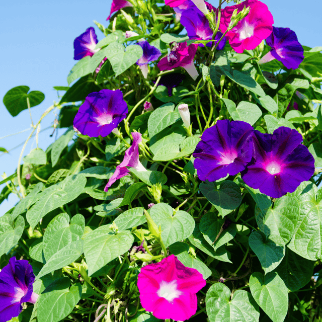 Morning Glory Mix Flower Seeds (Pack Of - 15-20 Seeds)
