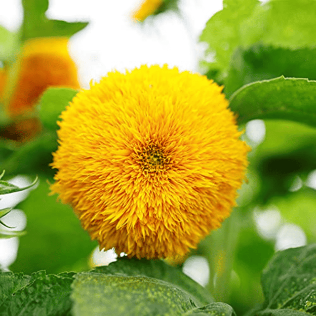 Sunflower (Sungold) Flower Seeds (Pack Of - 20 Seeds)