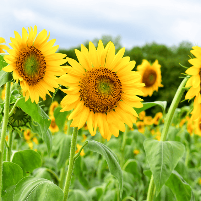 Sunflower (Russian) Flower Seeds (Pack Of - 20 Seeds)