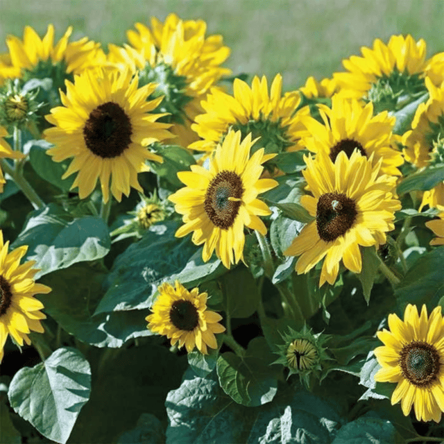 Sunflower Miniature Flower Seeds (Pack Of - 30 Seeds)