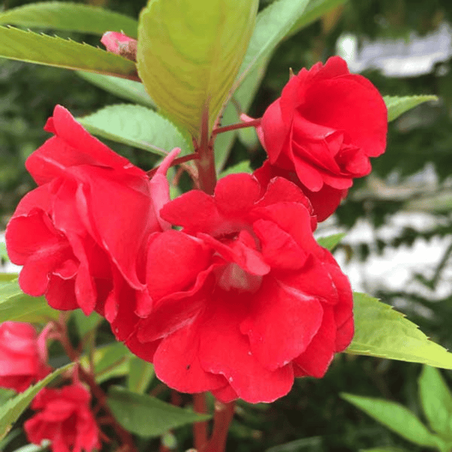 Balsamine Rose Flower Seeds (Pack Of - 20 Seeds)