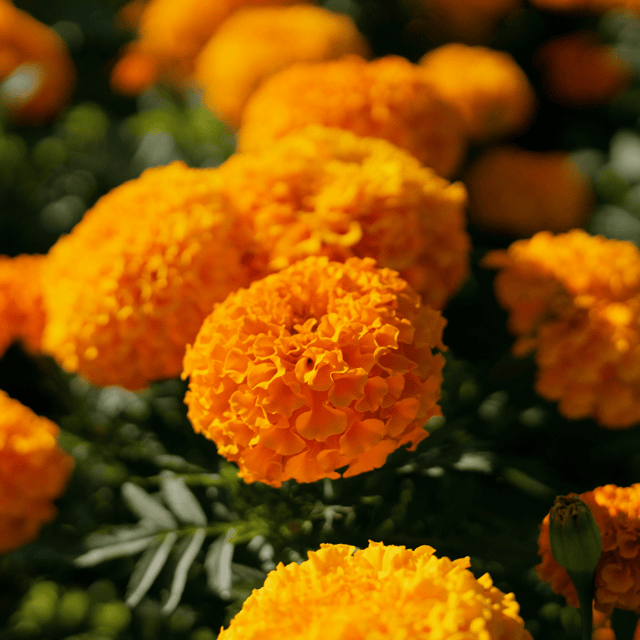 Marigold (African Mix) Summer Variety Flower Seeds (Pack Of - 40 Seeds)