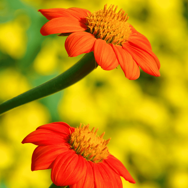 Tithonia (Red) Flower Seeds (Pack Of - 20 Seeds)