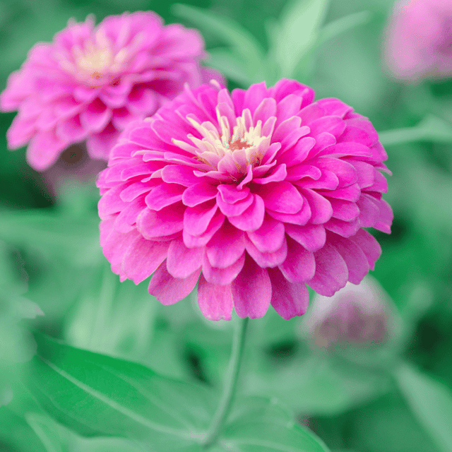 Zinnia Flower(Purple) Seeds (Pack Of - 25 Seeds)