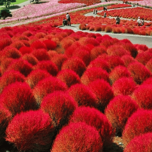 Kochia Bush Mix Seeds (Pack Of - 100 Seeds)