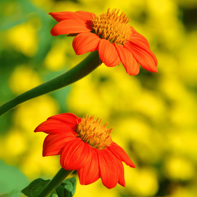Tithonia (Orange) Flower Seeds (Pack Of - 20 Seeds)