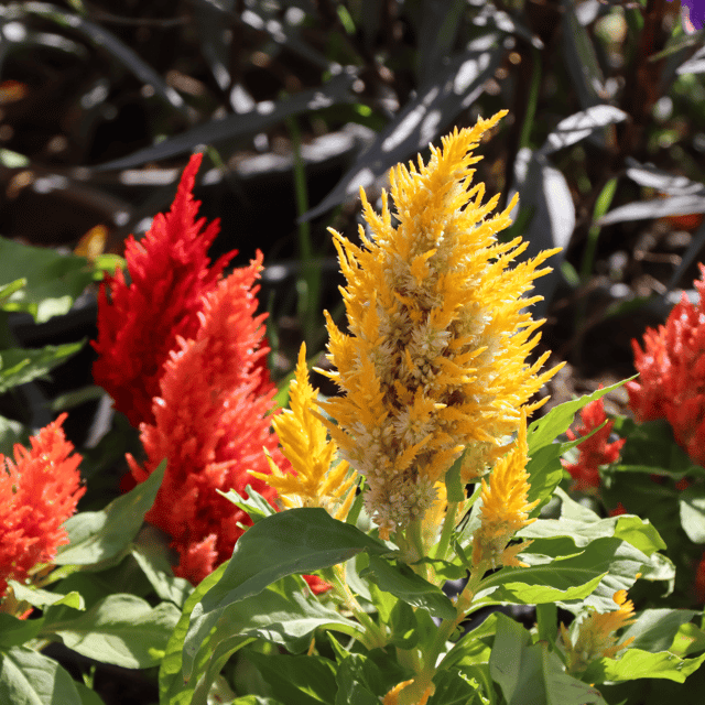 Celosia Mix Flower Seeds (Pack Of - 100 Seeds)