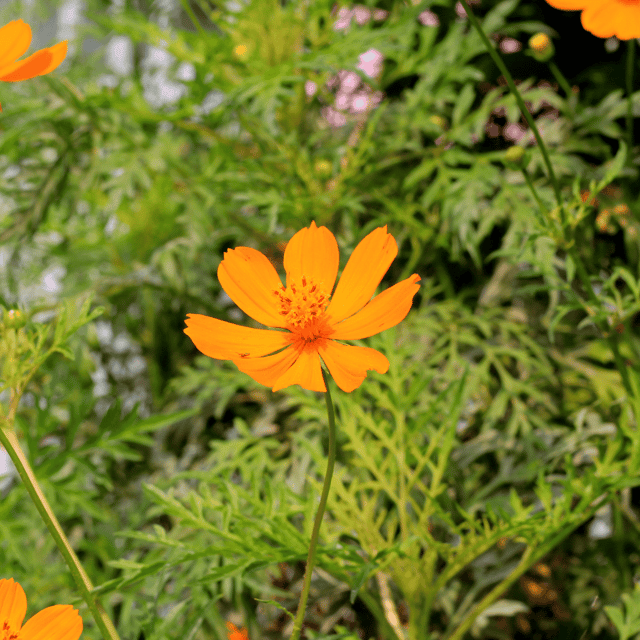 Cosmos (Orange) Flower Seeds (Pack Of - 25 Seeds)