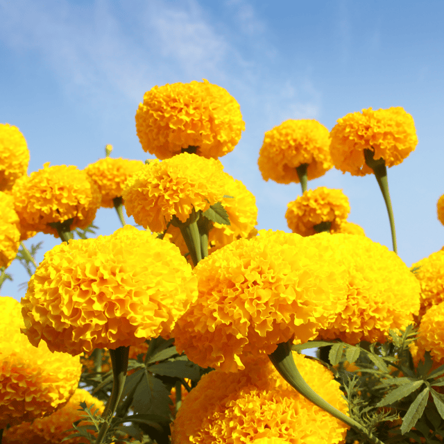 Marigold Summer Variety Flower Seeds (Pack Of - 40 Seeds)