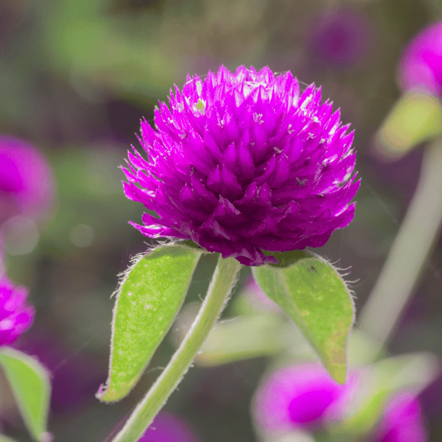 Gomphrena (Pink) Flower Seeds (Pack Of - 40 Seeds)