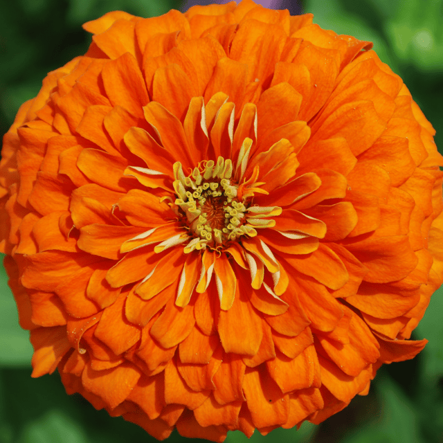 Zinnia Flower (Orange) Seeds (Pack Of - 25 Seeds)