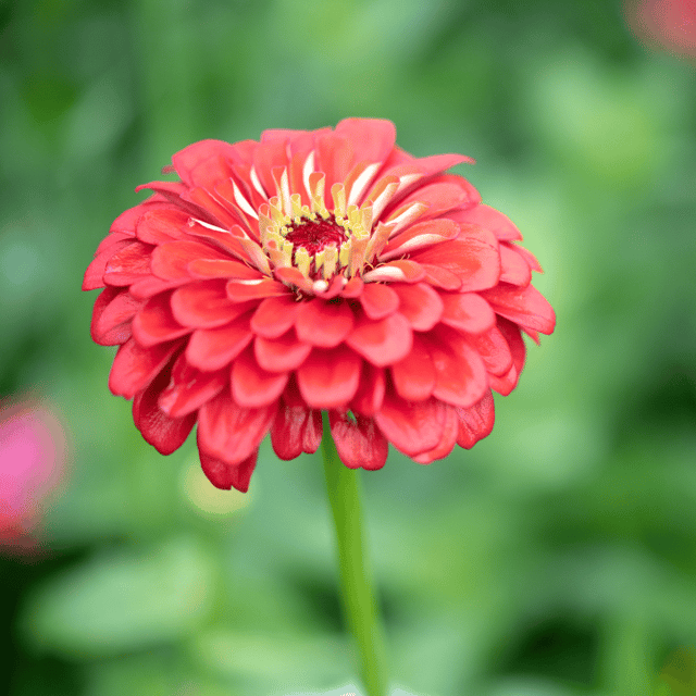 Zinnia Flower (Red) Seeds (Pack Of - 25 Seeds)