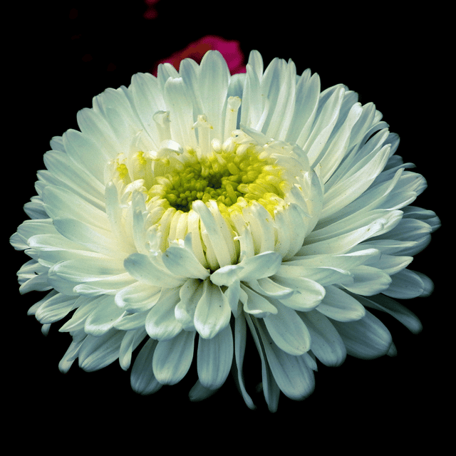 Zinnia Flower (White) Seeds (Pack Of - 25 Seeds)