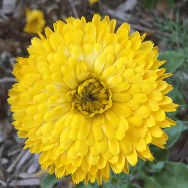 Zinnia Flower (Yellow) Seeds (Pack Of - 25 Seeds)