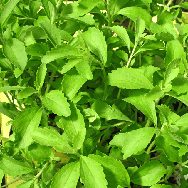 Organic Stevia Seeds (Pack Of - 50 Seeds)