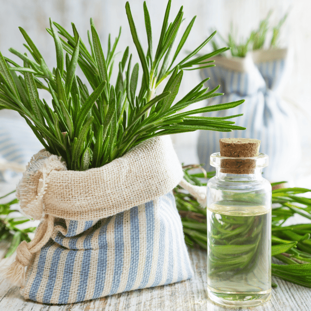 Organic Rosemary Seeds (Pack Of - 15 Seeds)